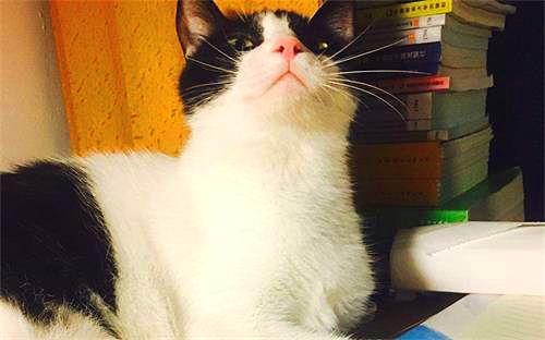 娱乐吃瓜酱猫妈妈视频大全,萌宠视频大全集锦 第1张 娱乐吃瓜酱猫妈妈视频大全,萌宠视频大全集锦 第1张