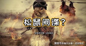 大鹅爆料间谍视频,神秘视频揭秘内幕